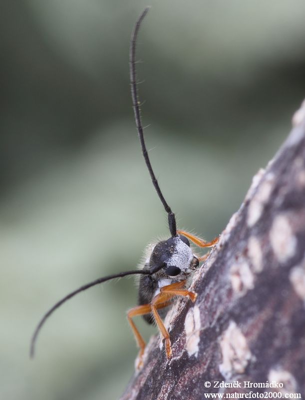 tesařík, Menesia bipunctata (Zoubkov, 1829), Saperdini, Cerambycidae (Brouci, Coleoptera)